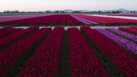 sobrevuelo aéreo de coloridos campos de tulipanes, puesta de sol en el valle de skagit, washington, estados unidos