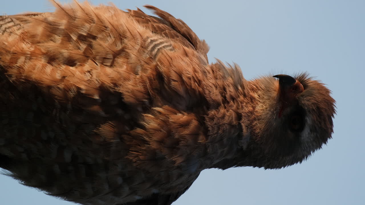아프리카 의 서식지 를 호기심 으로 둘러보는 황금 독수리 의 초상화