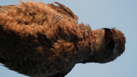 portrait of golden eagle curiously looking around its habitat in africa