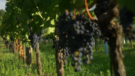 blue grapes are hanging on vine