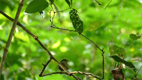 Majestic-female-bird-of-Lance-Tailed-Manakin-in-green-forest-surroundings