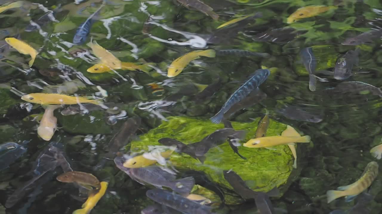 A Pond Full of Colorful Fish