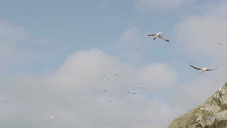 another shot of chasing seagulls flying in the sky at muriwai beach lookout piha motutara island