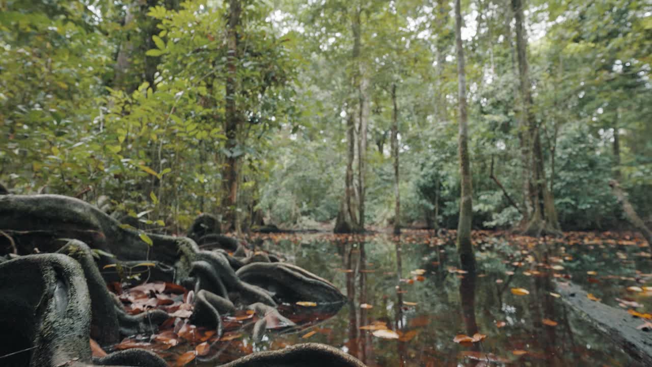 hermosa toma de pantanos y raíces de árboles de la selva tropical en costa rica