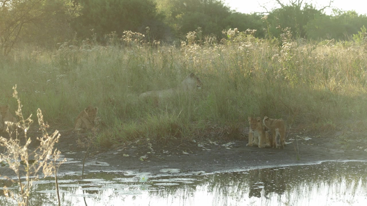 A lioness lies hidden in tall grass in the background while her four cubs gather near a muddy waterhole, sitting and playing in the harsh morning light, Botswana wilderness.
