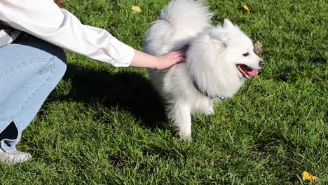 dog being petted and playing on grass