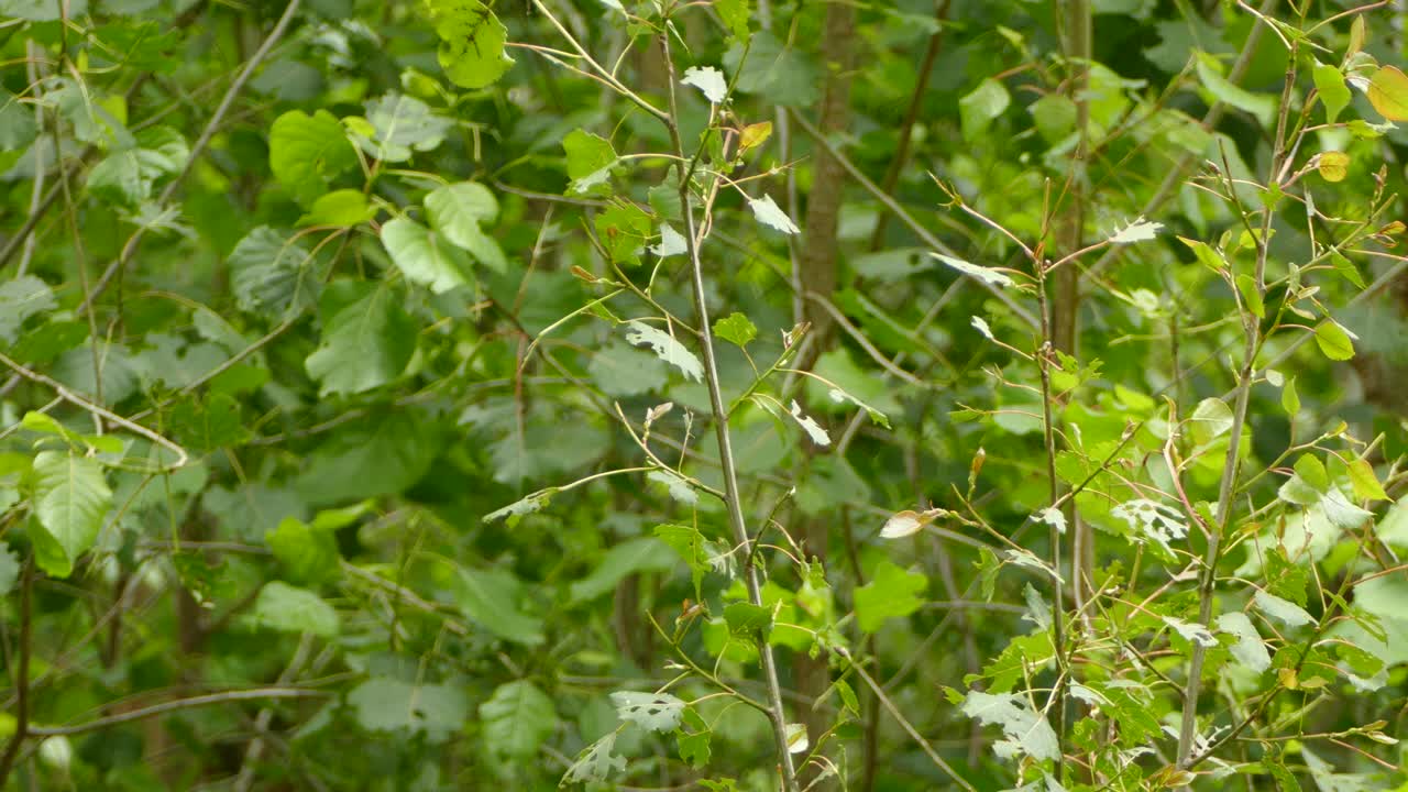 아름다운 삼나무 왁스윙이 자리 잡고 주위를 둘러본 다음 날아갑니다.