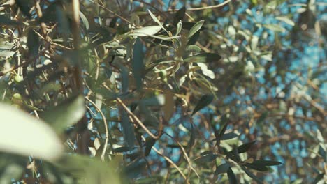 Wind-blowing-through-olive-tree-branches