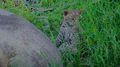 leopard cub hiding in grass