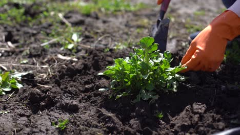 farmer planting in the vegetable garden