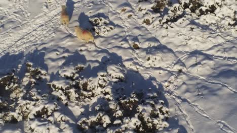 Ovejas-Pastando-Dejando-Huellas-En-El-Frío-Y-Nevado-Campo-Invernal-Británico-Antena-Siguiendo-El-Ganado