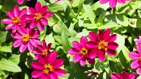 closeup of pink zinnia flowers