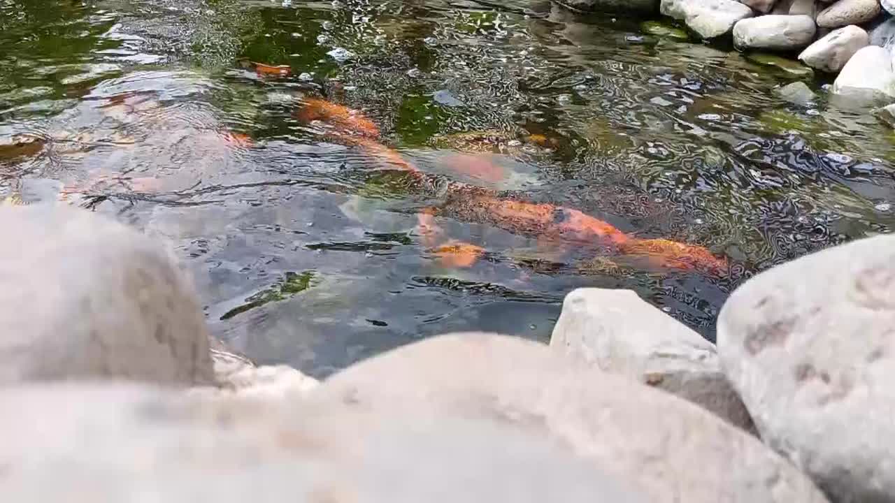 The fish swim in the pond and jump, slow motion
