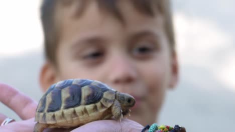 Primer-Plano-De-La-Tortuga-Bebé-En-La-Mano-De-Una-Mujer-Caucásica,-Su-Hijo-Mirando-Emocionado-120fps