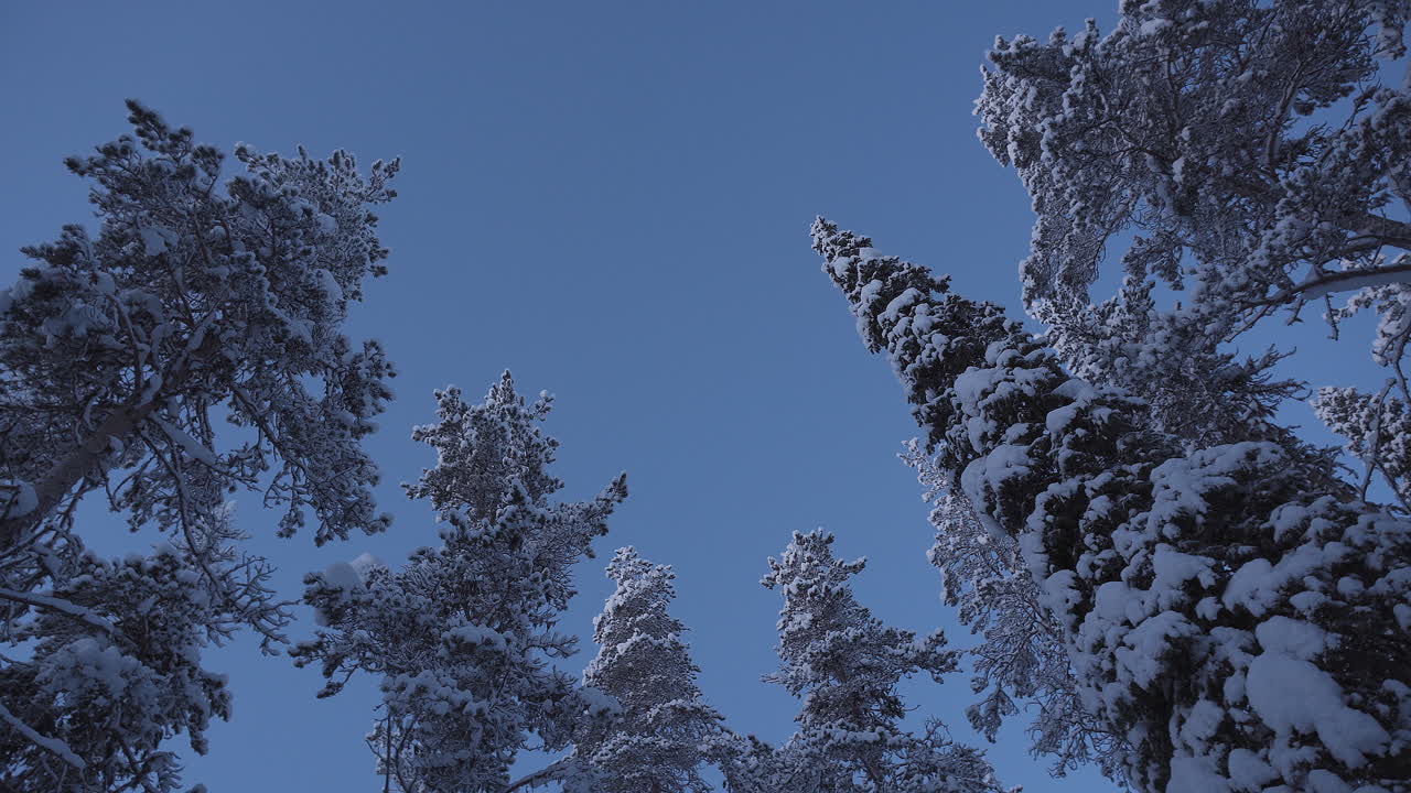 Snedækkede, frosne trækroner, der står højt under en klar, blå himmel i en rolig og afsidesliggende arktisk nåleskov under blue hour på polarnatten. Lapland, Finland 4K