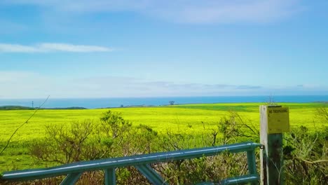 Aerial-shot,-beautiful-view-of-yellow-flowers-on-Highway-1,-California-coast