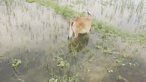 Eine-Kuh-Geht-Im-Wasser-Spazieren,-Während-Ein-Vogel-Herumfliegt