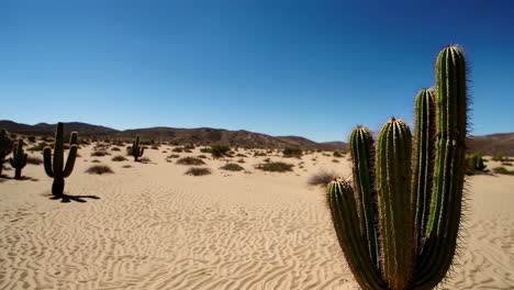 desert landscape with large cactus and sand dunes