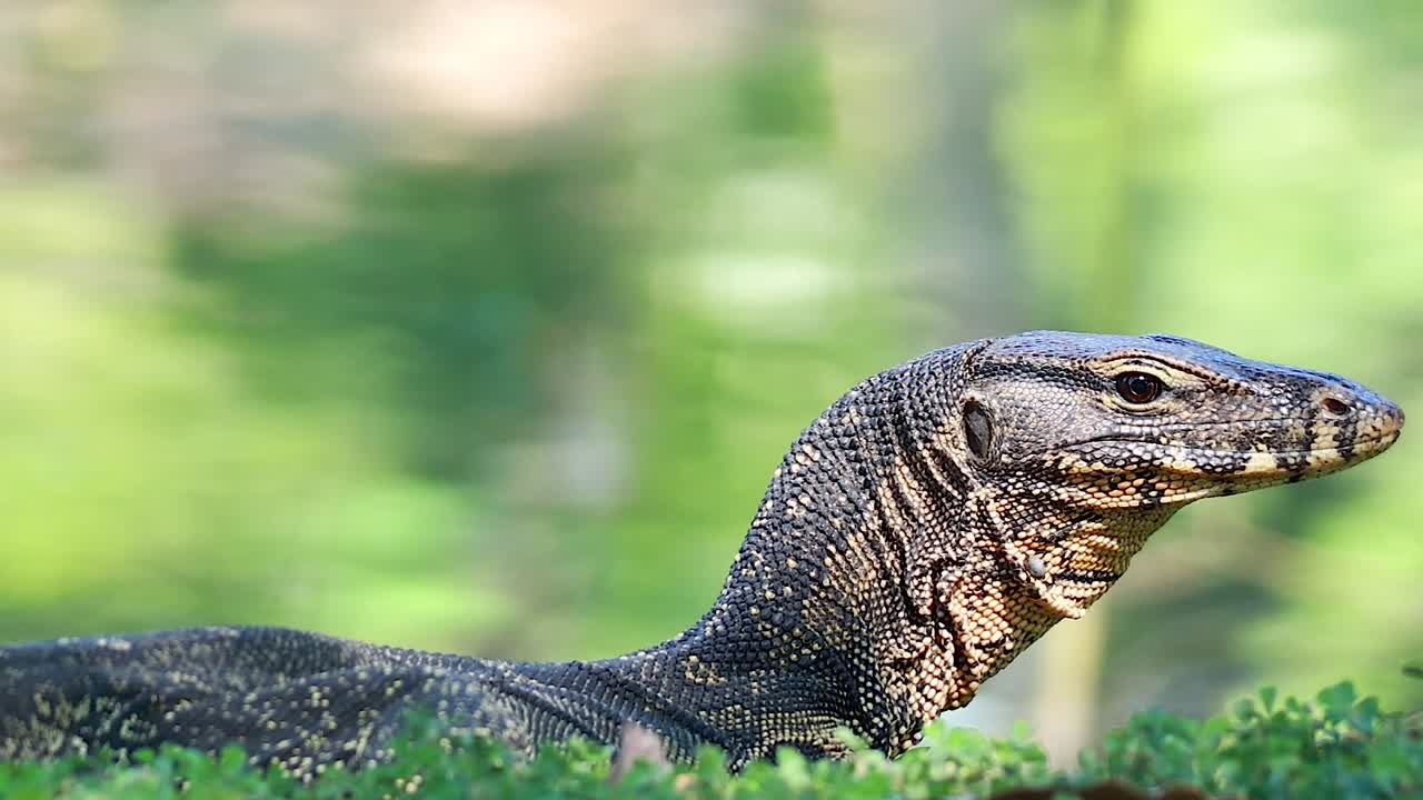 Close-up of a monitor lizard's head moving through vibrant green foliage.