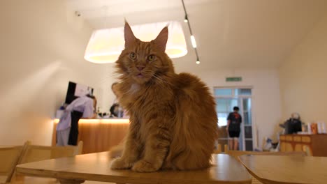 fluffy ginger cat sits on a table in a cozy cat cafe as people interact in the background