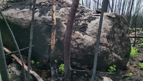 A-close-up-shot-of-the-devastation-and-aftermath-after-a-recent-wildfire,-black-burnt-tree-trunks-and-a-rock-covered-in-ash-surrounded-by-rejuvenating-plant-life,-Sudbury,-Canada