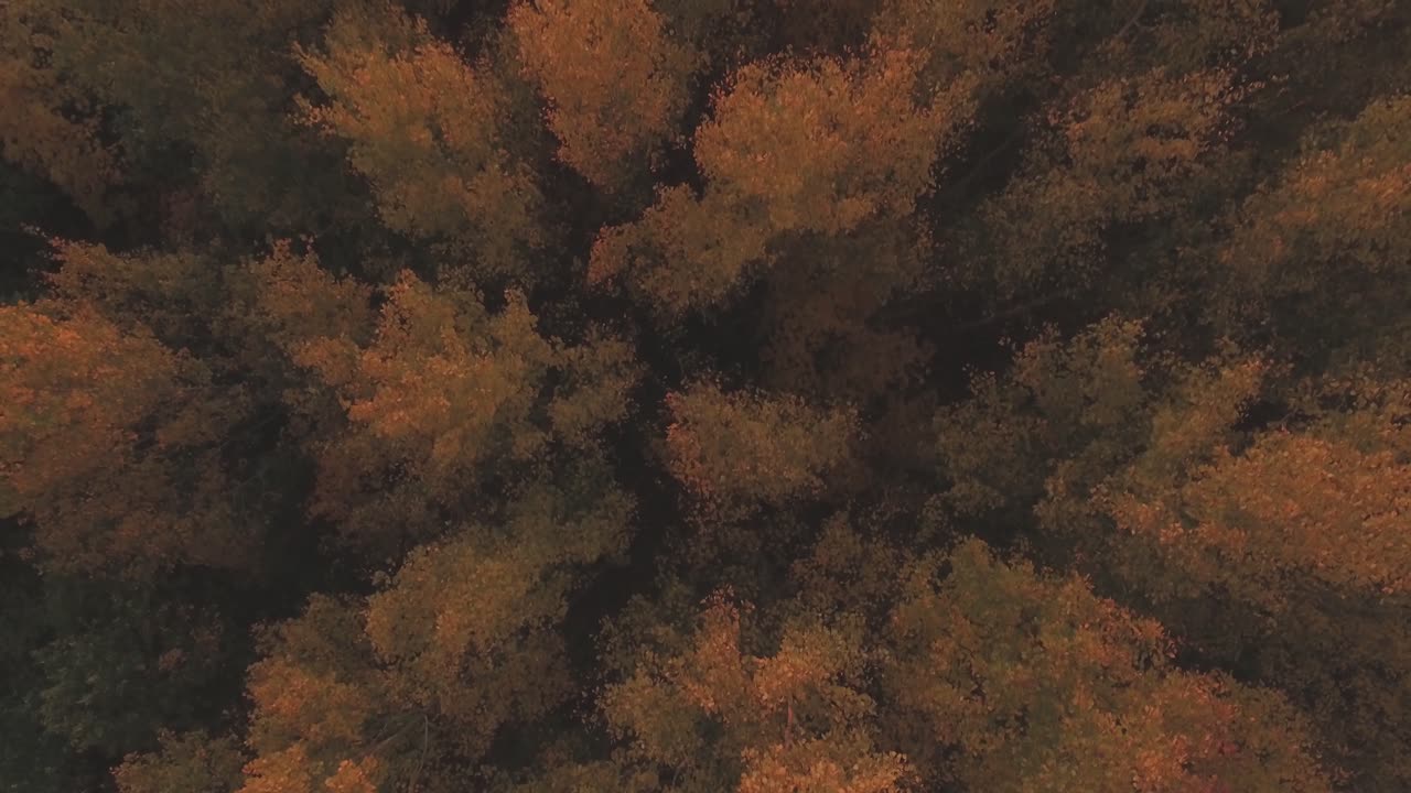 copas de árboles de hoja caduca multicolores en la noche de otoño