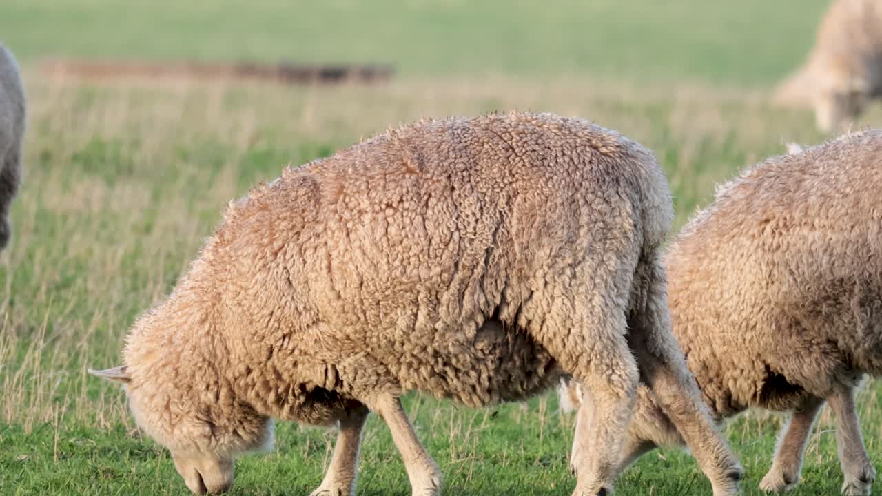 양 들 이 푸른 들판 에서 평화롭게 먹이를 먹고 있다