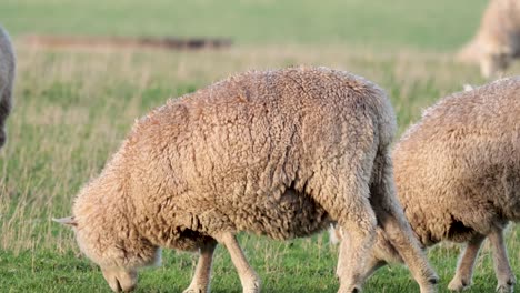ovejas pastando pacíficamente en un campo verde