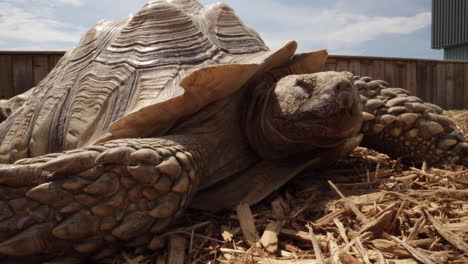 african spur thighed tortoise lying in the sun