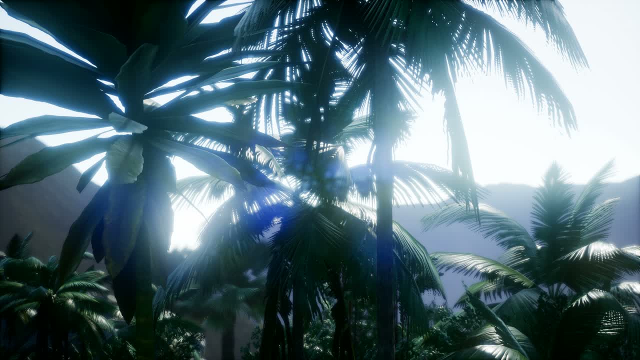 los rayos del atardecer a través de las palmeras