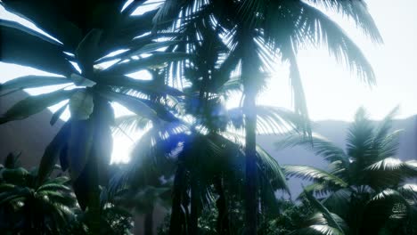 Sunset-Beams-through-Palm-Trees