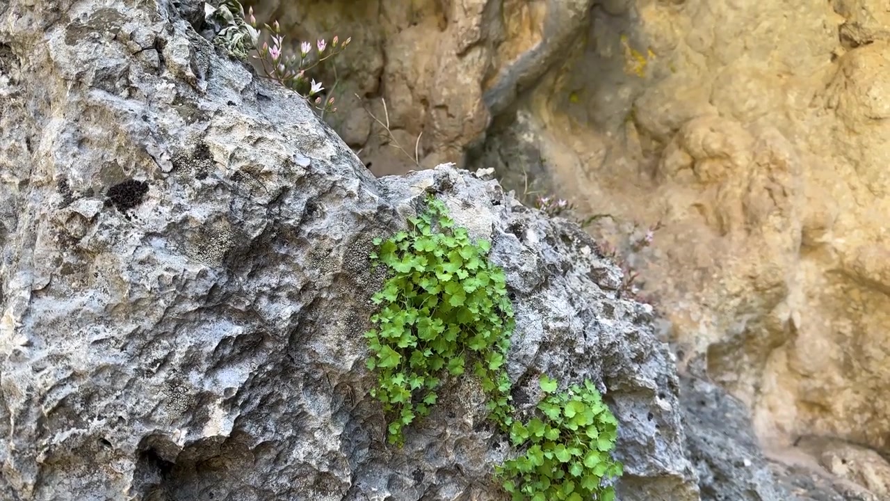 Grotta di felci capelvenere in uno scenario suggestivo, roccia meravigliosa, fogliame color smeraldo, cascata umida e scura, umidità lussureggiante, gocce d'acqua, flora, Iran, Medio Oriente, grotta, vegetazione, natura, muschio fresco