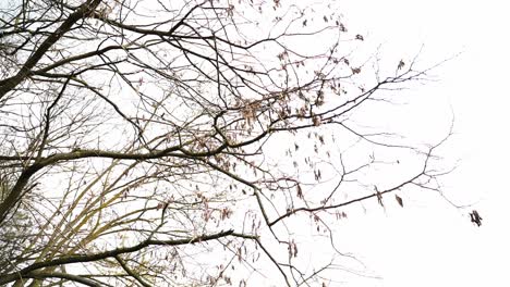 Branch-with-many-dried-leaves-on-it-and-white-sky-in-the-background