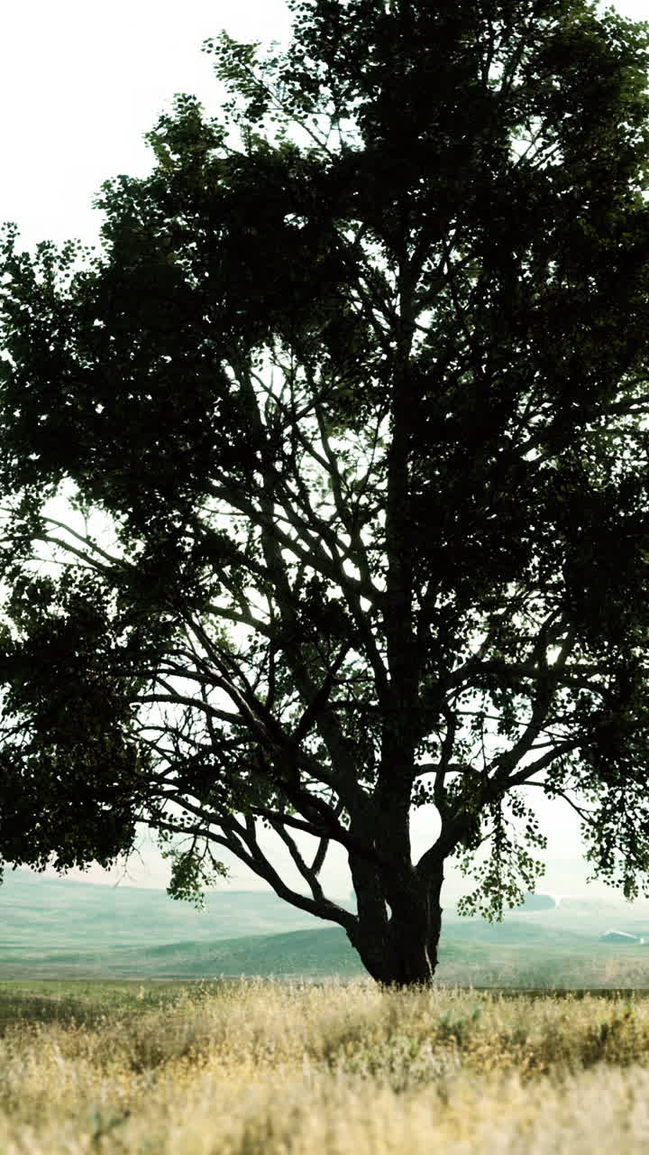 들판 에 있는 외로운 나무