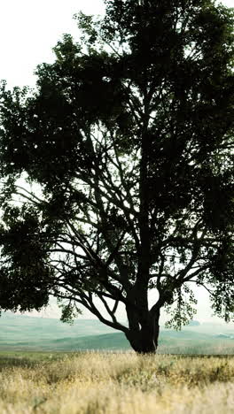 árbol solitario en un campo