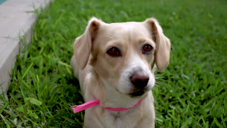 Curioso-Bebé-Labrador-Sentado-En-La-Hierba,-Retrato-De-ángulo-Alto-De-Perro