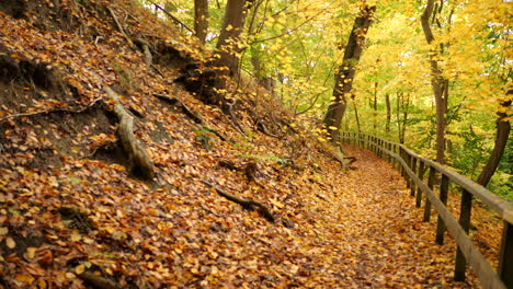 Pfad-Im-Herbstwald