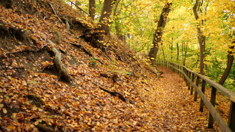 camino en el bosque de otoño