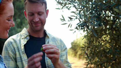 Pareja-Examinando-Aceitunas-En-Planta