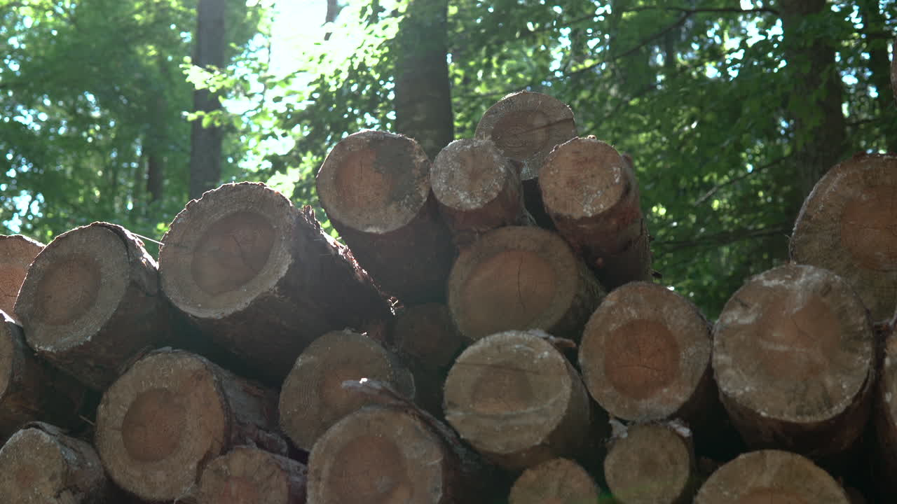 Wooden Logs On A Morning Sunlight Forest Landscape In Koloczkowo, Poland. - Tilt-Up Shot