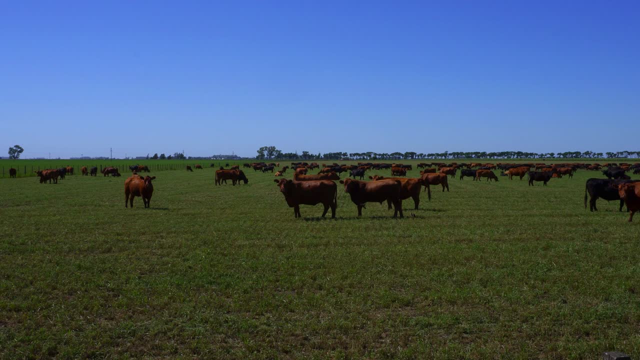 ganado pastando en un campo a media mañana en un día soleado