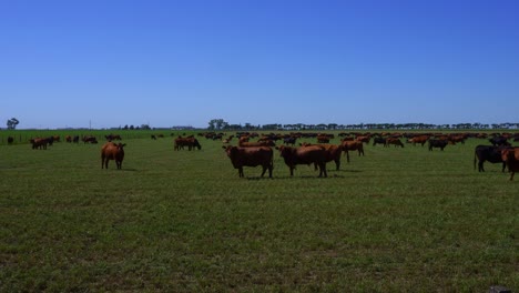 Rinder-Weiden-An-Einem-Sonnigen-Tag-Am-Vormittag-Auf-Einem-Feld