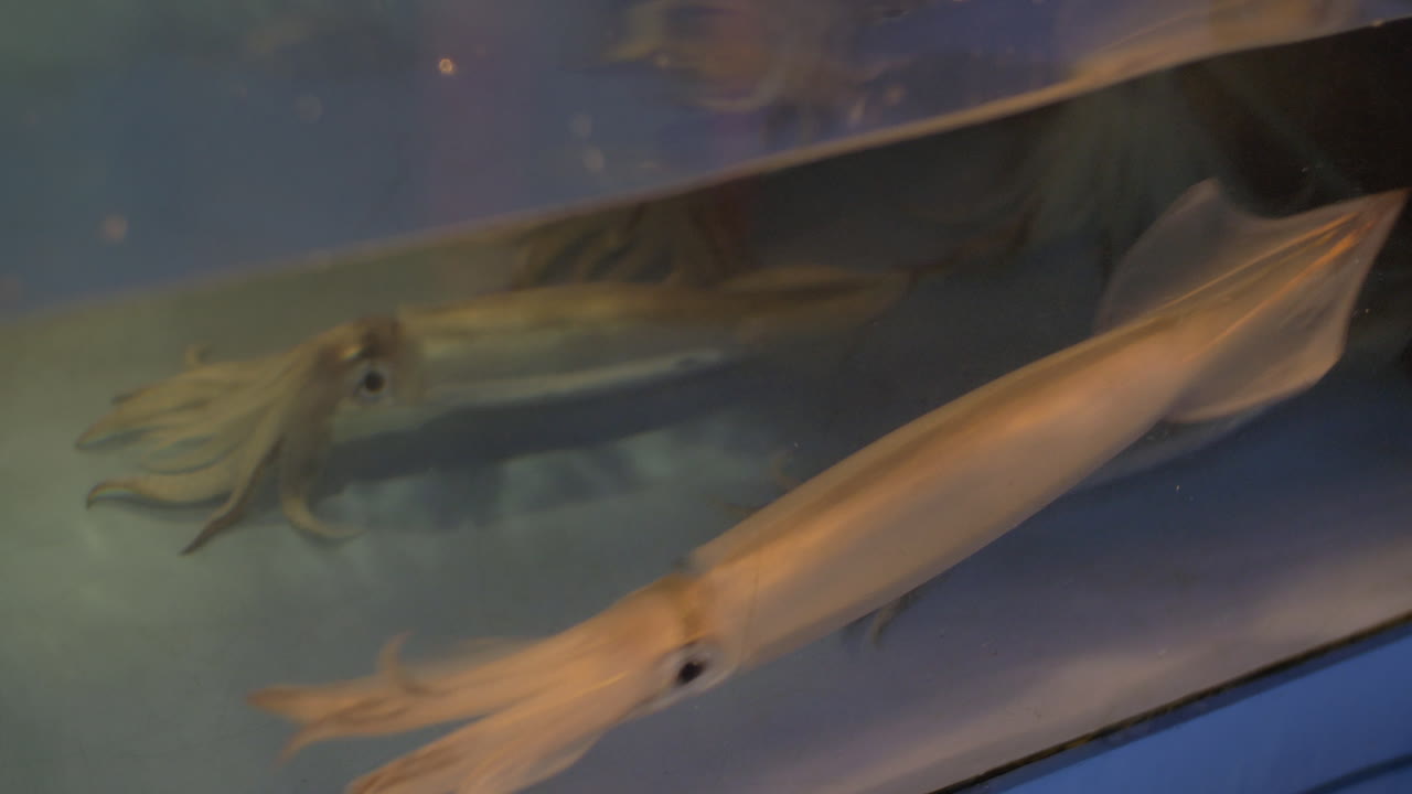 해양식품 가게의 물 크에 있는 오징어