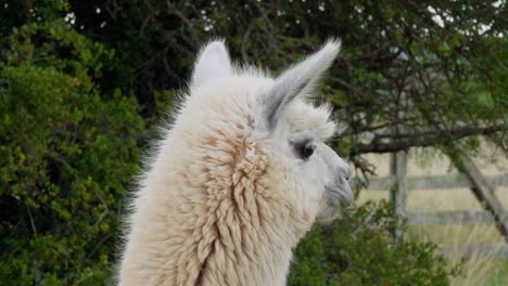 close up of a happy alpaca standing in front of tree, looking into the distance