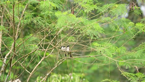tres pájaros bulbul de cabeza de hollín relajándose en un árbol alto