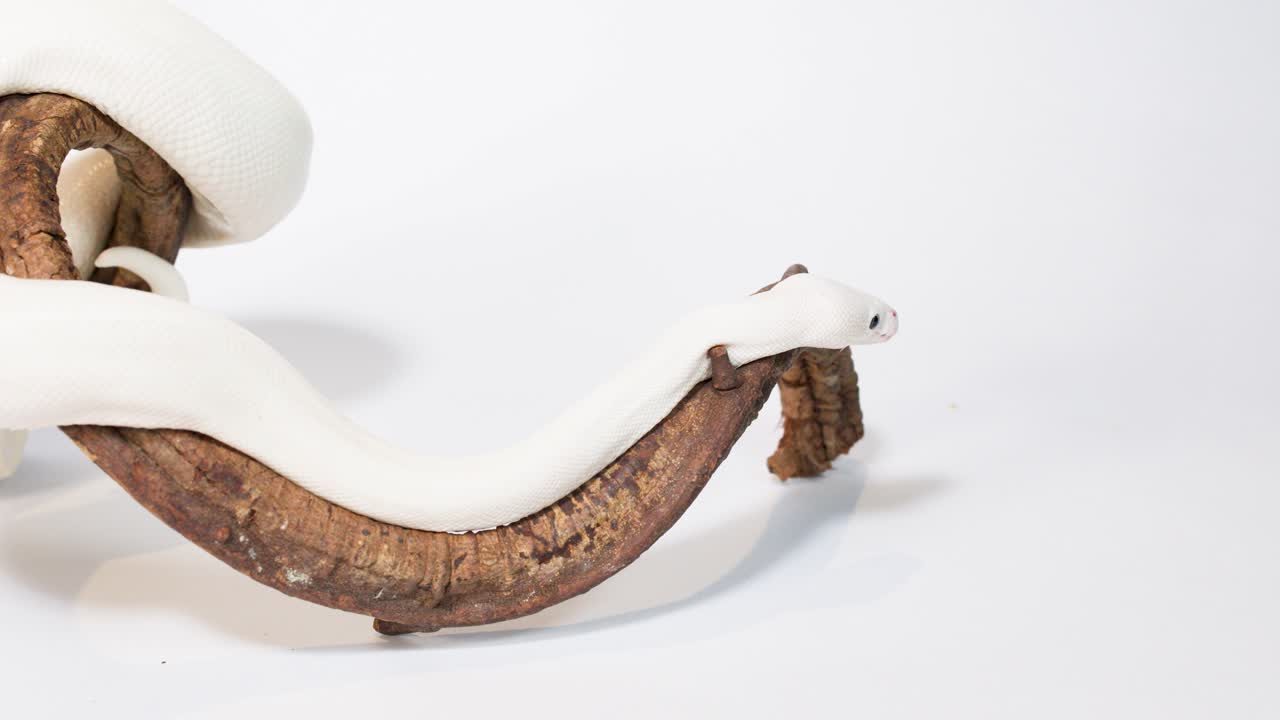 Albino white snake slowly moves along curved wooden branch in bright studio lighting