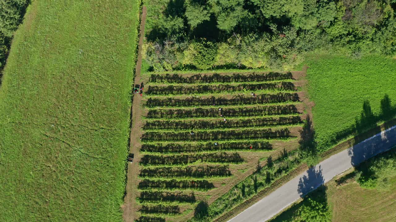 cosecha de vid en viñedo, vista aérea de la bodega en europa, los trabajadores recogen uvas, vista aérea