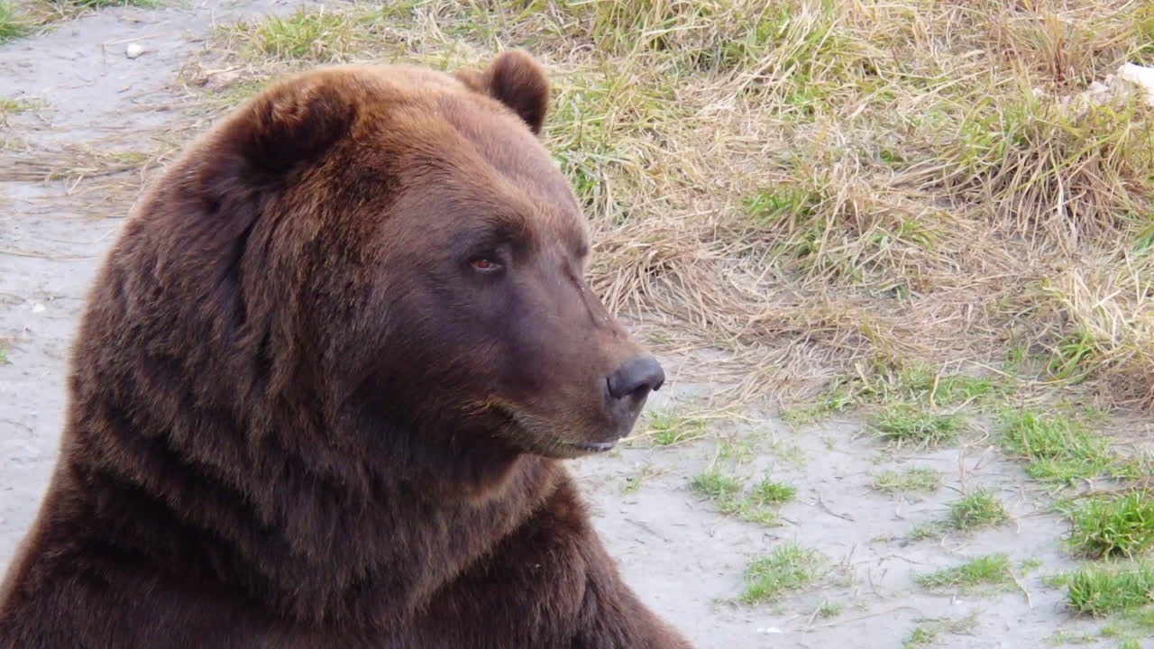 un primer plano de la cara cubierta de cicatrices de un oso grizzly de oso pardo de alaska