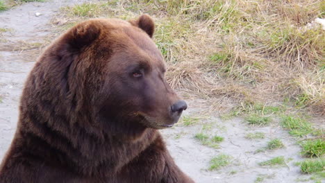 a closeup shot of the scar covered face of a alaska brown bear grizzly bear