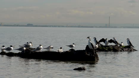 Pequeños-Cormoranes-De-Varios-Colores-Sentados-En-La-Costa---Océano-Un-Grupo-De-Pequeños-Cormoranes-De-Varios-Colores-Sentados-En-Una-Roca